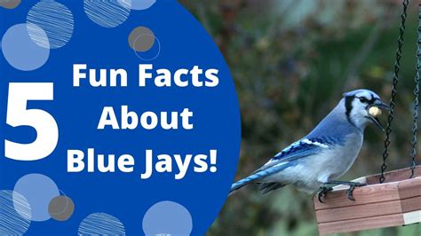 blue jay bird facts for kids